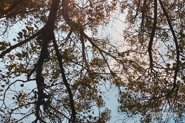 高清摄影 阳光透过树的枝叶照进来