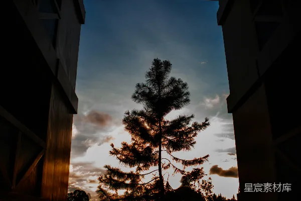 高清摄影 透过两扇窗户看到的树的景象