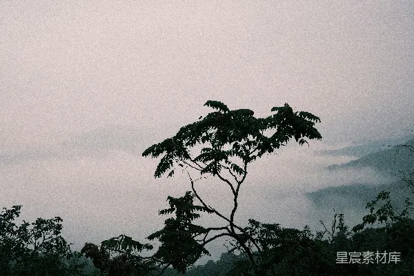 高清摄影 一棵树和多云的天空