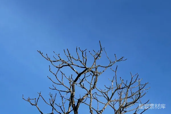 高清摄影 光秃秃的树枝映衬着一片鲜艳的蓝天。