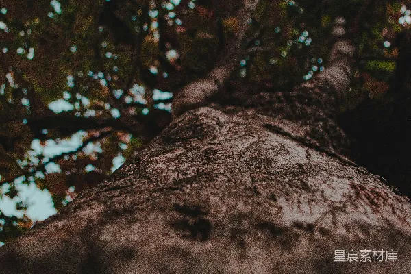 高清摄影 低角度拍摄树干