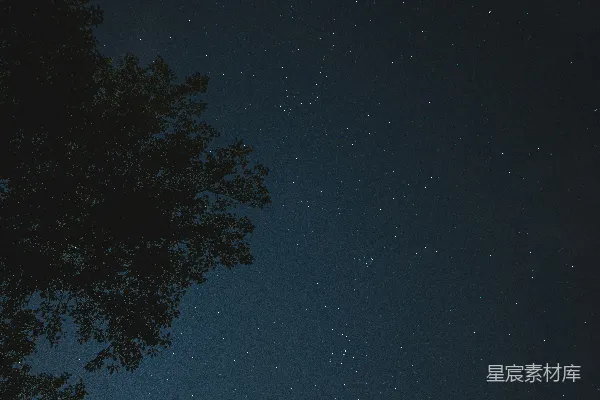 高清摄影 夜晚蓝天下的一棵绿树