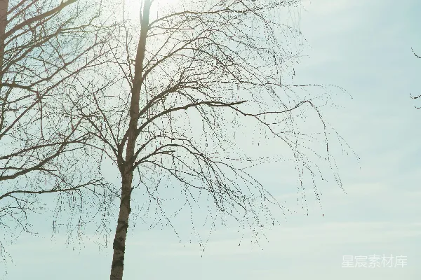 高清摄影 几棵站在雪中的树