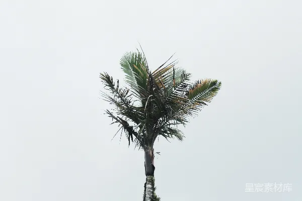 高清摄影 棕榈树在灰暗的天空下
