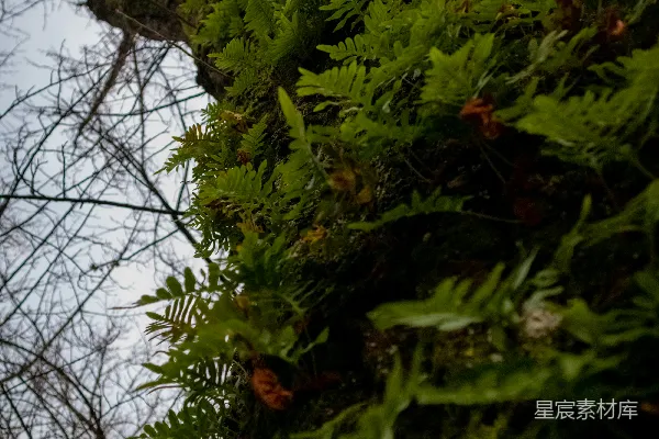 高清摄影 一只鸟栖息在长满苔藓的树顶上。