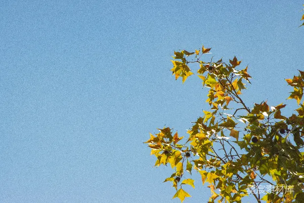 高清摄影 一片黄叶的树枝在蓝天背景下