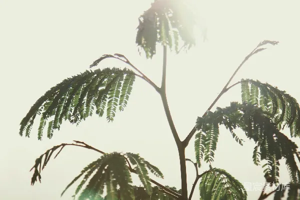 高清摄影 一棵树枝中间有一颗红色的球。