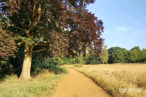 高清摄影 一条土路，两旁都是树木。