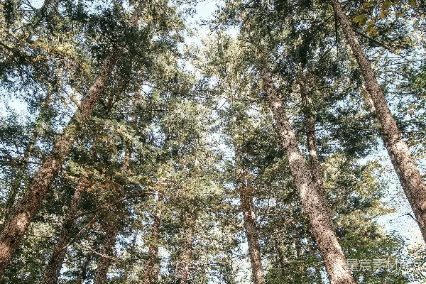 高清摄影 一片充满高大树木的森林