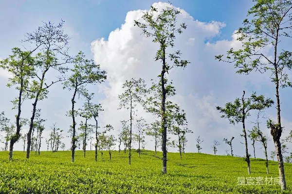 高清摄影 一片田地里的一群树