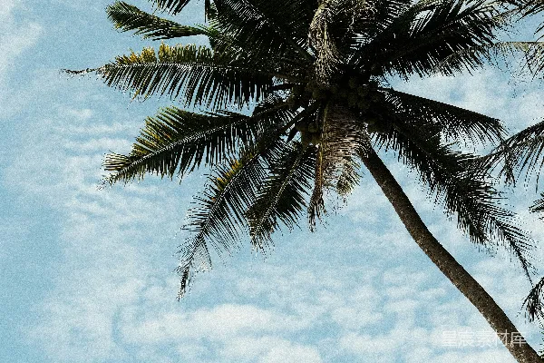 高清摄影 一棵棕榈树，背景是蓝天。