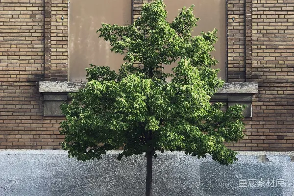 高清摄影 绿色植物在灰色混凝土花盆里