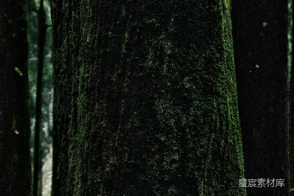 高清摄影 覆盖着苔藓的树干在茂密的森林里。