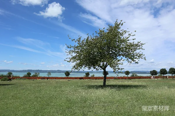 高清摄影 一片草地中央的一棵孤独的树