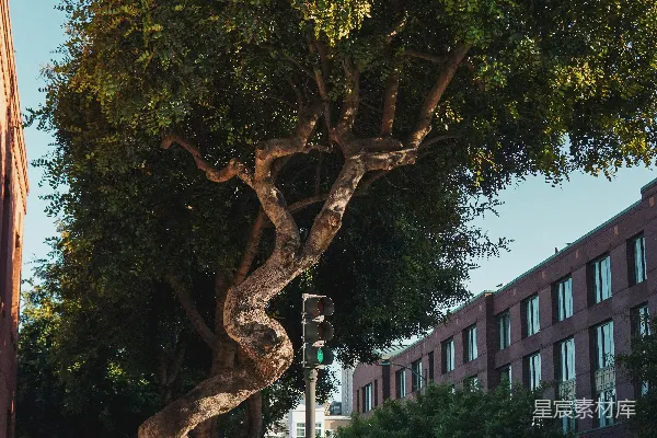 高清摄影 一个城市街道转角处的大树