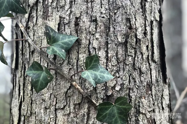 高清摄影 带有绿叶的藤蔓在灰色树干上的特写摄影