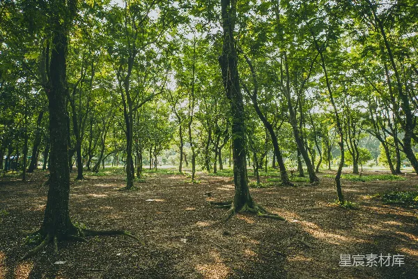 高清摄影 一片充满了许多树木和泥土的森林