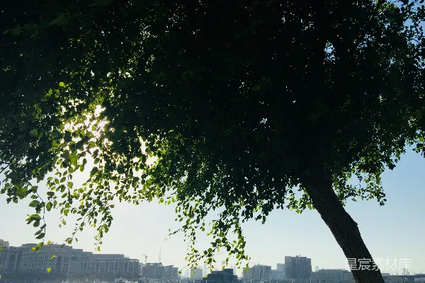高清摄影 绿叶树