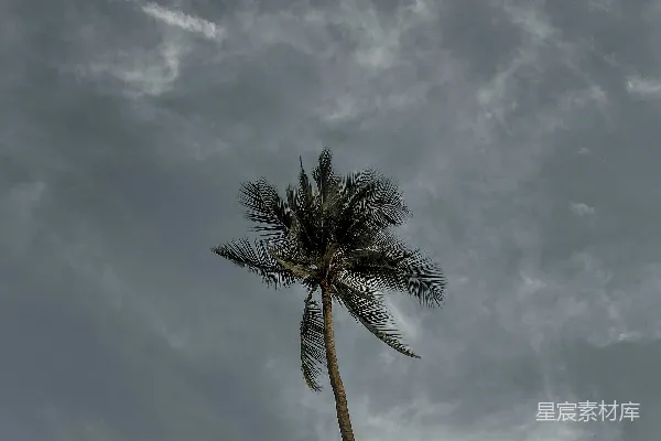 高清摄影 阴天中的一棵孤零零的棕榈树