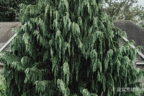 高清摄影 一株绿色的大树在一所房子前面。