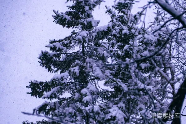 高清摄影 冬日寒冷，雪覆盖在树上。