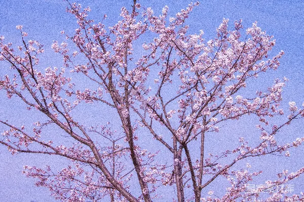 高清摄影 一棵开满粉红色花朵的树