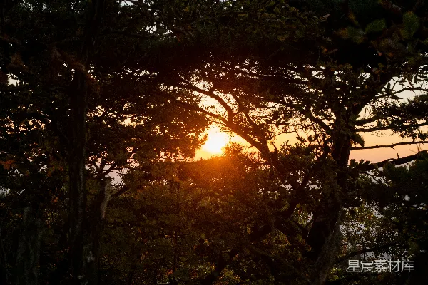 高清摄影 夕阳透过树林落下