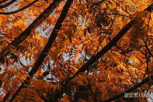 高清摄影 白天的棕叶树