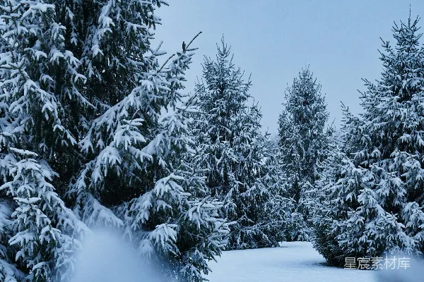 高清摄影 覆盖着积雪的森林，背景中有一座房子。