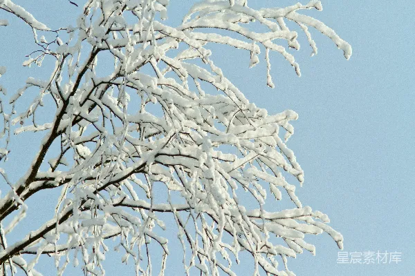 高清摄影 树枝上的白雪