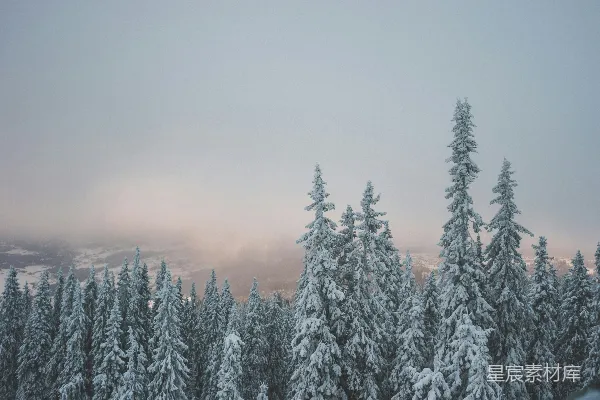 高清摄影 积雪松树