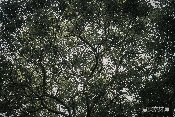 高清摄影 仰视一棵树的树冠