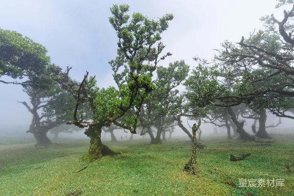 高清摄影 一片草地中的树群