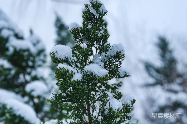 高清摄影 一棵被雪覆盖的松树在森林里