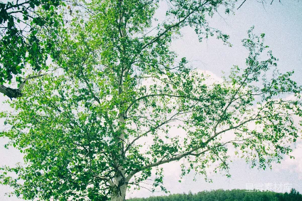 高清摄影 白天的绿叶树