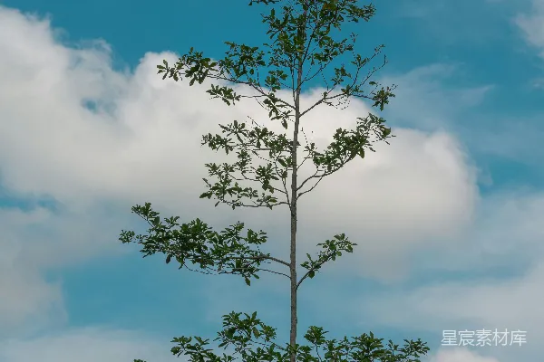 高清摄影 蓝天下的绿树