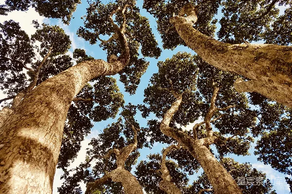 高清摄影 仰望蓝天下的高大树木。
