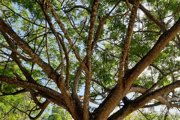 高清摄影 白天蓝天下的绿树