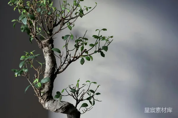 高清摄影 一张桌子上的黑盆中的盆景树