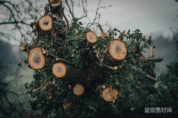 高清摄影 被砍倒的一排树木