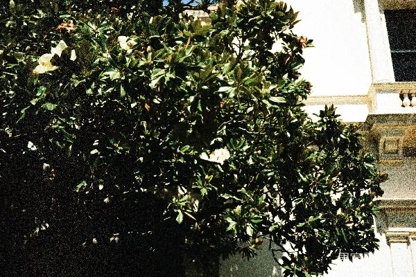 高清摄影 茂盛的绿叶和白色的花朵与一座白色建筑相映成趣。