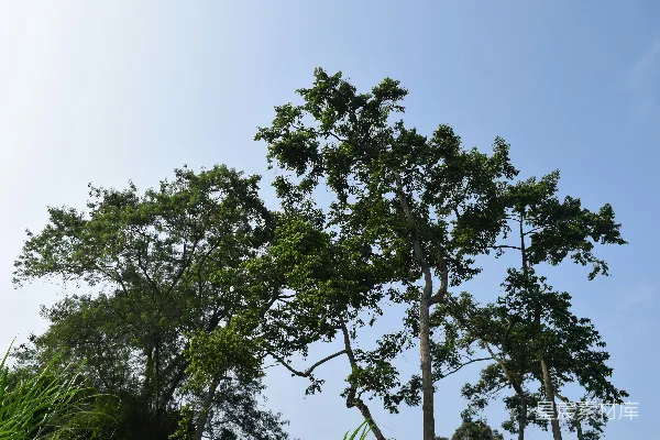 高清摄影 一群树木，背景是蓝天。