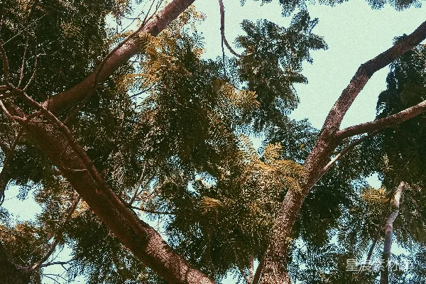 高清摄影 从下面看树顶的视角