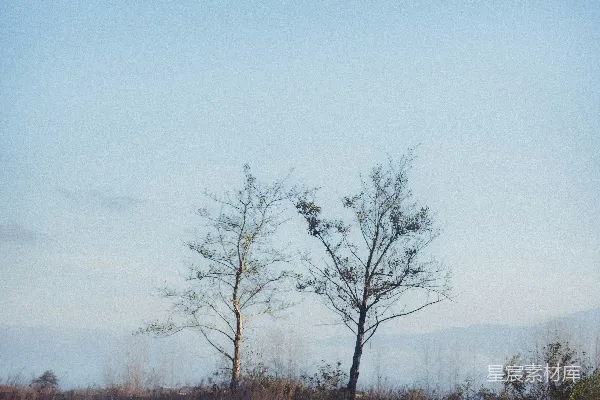高清摄影 几棵树木矗立在草地上