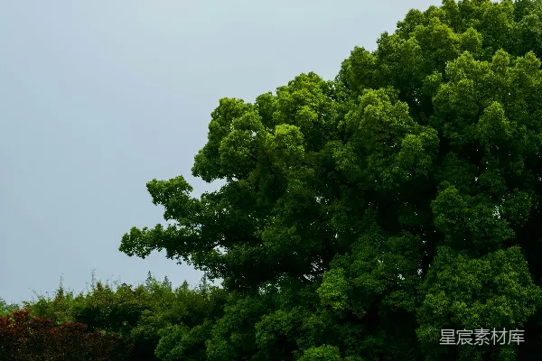 高清摄影 在一片浅蓝色的天空下，茂盛的绿树和草地。