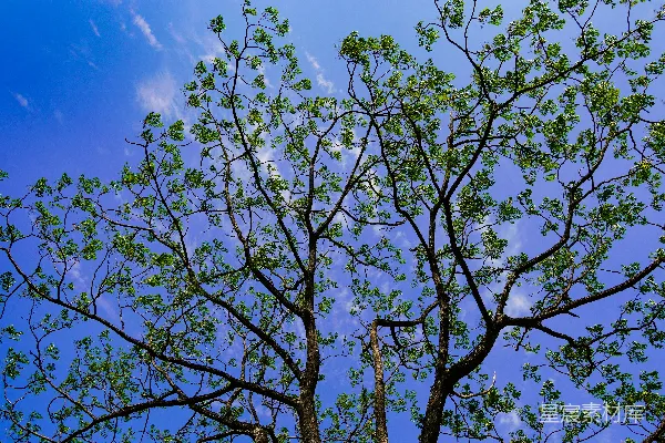 高清摄影 一棵绿叶树在蓝天背景下