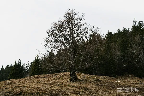 高清摄影 一棵孤独的树矗立在长满草地的小山上