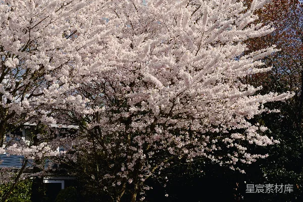 高清摄影 一排房子前盛开着的樱花树。