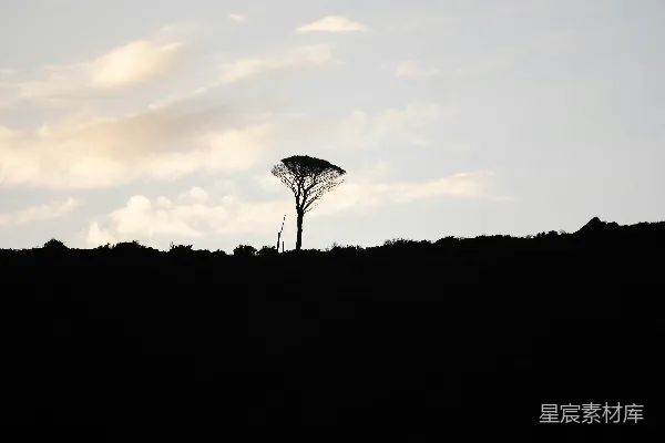 高清摄影 一棵树的剪影和蓝色的天空