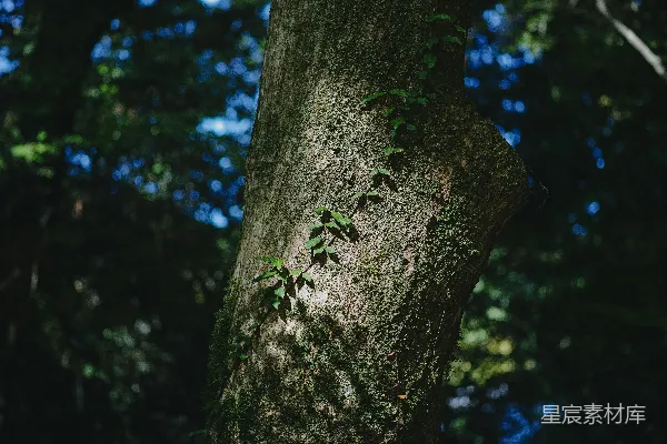 高清摄影 一棵绿茎的树